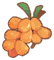 ItemDropBuckthorn.png